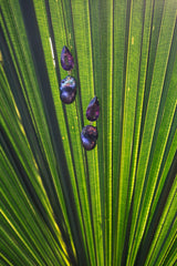 BLACK BAROQUE PEARL AMETHYST EARRING - THE WILD SHOWCASE