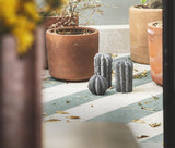 CACTUS STONE SET - THE WILD SHOWCASE