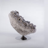 KOALA 2020 - The Wild Showcase